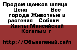 Продам щенков шпица › Цена ­ 20 000 - Все города Животные и растения » Собаки   . Ханты-Мансийский,Когалым г.